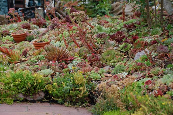 Sempervivum Dachwurz Hauswurz